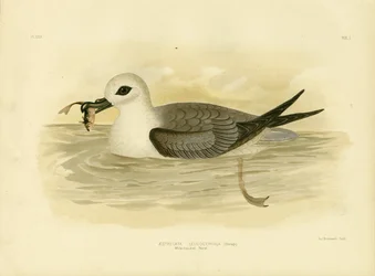 Petrel de cabeza blanca, 1891